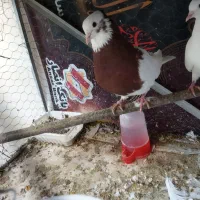 کبوتر جوانه|پرنده|ایلام, |دیوار