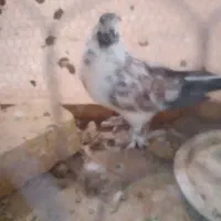 نروماده|پرنده|قم, کاسه گران|دیوار