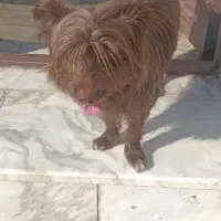 واگذاری فوری سگ شیتزوپامر،،تربیت آپارتمانی