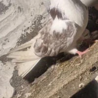 ۳ عدد کبوتر ماده|پرنده|گرمی, |دیوار