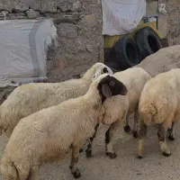 چهار راس میش درجه یک