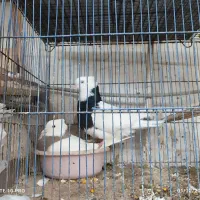 طوقی|پرنده|قنوات, |دیوار