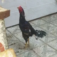 خروس|حیوانات مزرعه|گنبد کاووس, |دیوار