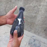 کبوتر پلاکی .اردن.مسافتی|پرنده|اصفهان, ملک‌شهر|دیوار