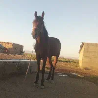 کره کهر یورت مه