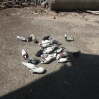 کبوترپرشی