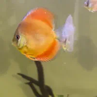 دیسکس وحشی گرید A++