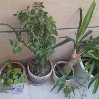 تعدادی گل سالم و سبز