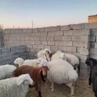 بره.بزغاله.میش چاق فروشی|حیوانات مزرعه|سده (خراسان جنوبی), |دیوار