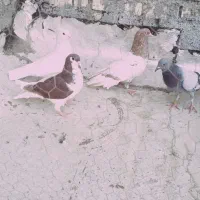 کبوتر رنگی