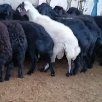 بره قره قزل اصل|حیوانات مزرعه|میاندوآب, |دیوار