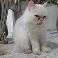 گربه|گربه|تهران, آذربایجان|دیوار