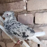 کفتر هفرنگ دم سفید ذات عالی