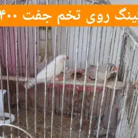 فنج مولد روی تخم و جوجه|پرنده|قزوین, |دیوار