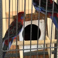 عروس هلندی