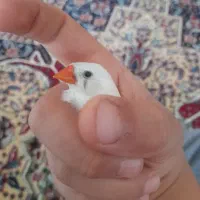 فنچ هر  دو ۵۰۰