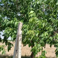زمین-باغی-6200متر