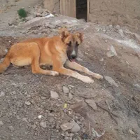 واگذاری ماده 7 ماهه دهن پاک گلگی|سگ|کاشمر, |دیوار