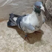 کفتر ابلغ سبز نر