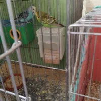 کوتوله برزیلی  مرغ عشق عروس