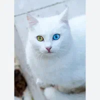 واگذاری گربه