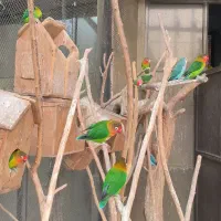 قبول واگذاری پرندگان