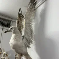 مجسمه طبیعی پرنده