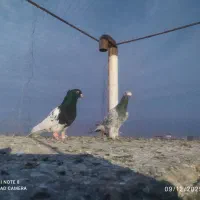 کفتر سارهفت رنگ|پرنده|گناباد, |دیوار