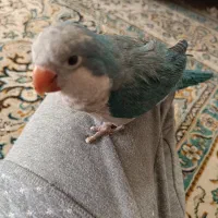 طوطی راهب دستی سخنگو