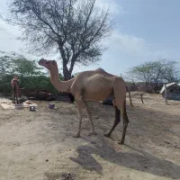 شتر|حیوانات مزرعه|شیراز, قلات|دیوار