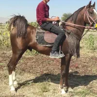 کره اسب توکل ، سیاوش و شاهزاده کوار|اسب و تجهیزات اسب‌سواری|شیراز, فرودگاه شهید دستغیب شیراز|دیوار