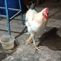 خروس