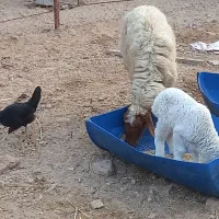 گوسفندعراقی درجه یک|حیوانات مزرعه|کارون, |دیوار