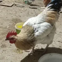 خروس جهت نگهداری و کشتار