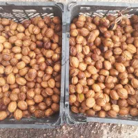 فروش گردو امسال فروش فوری