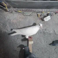 کفتر صیدپرشی