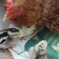 مرغ محلی باجوجه
