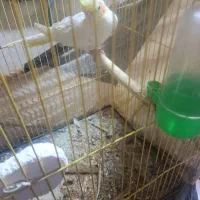 عروس هلندی لوتینو ماده 1500ویک نر خاکستری