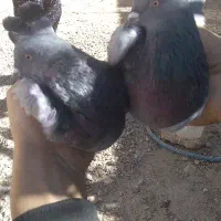 ۹تاکبوتر‌سبز‌شهرکرد‌سوقدیم‌زور‌روس بازی‌میکنن‌‌...|پرنده|بروجن, |دیوار