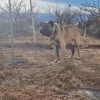 سگ نر
