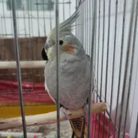 عروس هلندی ماده
