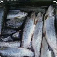 پخش ماهی غزل آلا