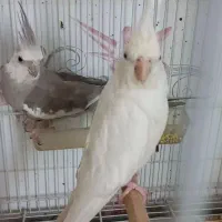 عروس هلندی جفت روی تخم البینو وایت فیس