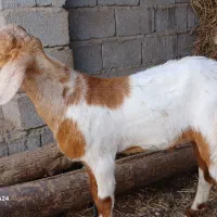 کهره چپش پروار