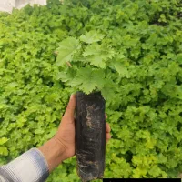 نهال انگور|خدمات باغبانی و درختکاری|خلیل آباد, |دیوار
