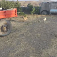 ۲ تا سگ ماده سرابی