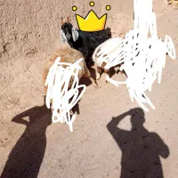 فروش بزتخمی جمل زا.
