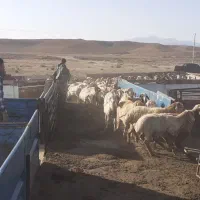 تریلی۱۳/۶۰ برای حمل گوسفند|خدمات حمل و نقل|شیروان (خراسان), |دیوار