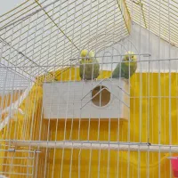 دوجفت مرغ عشق