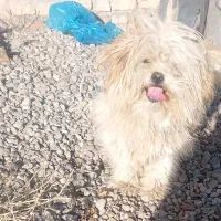 سگ پاکوتاه|سگ|فاروج, |دیوار